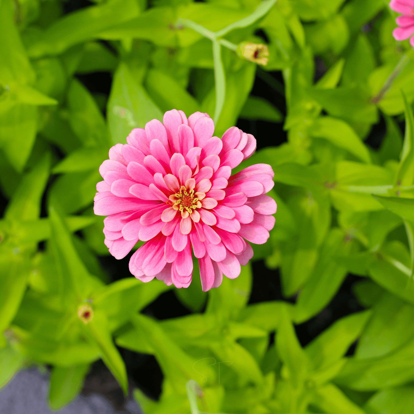 Luminosa Zinnia – 100 Seeds
