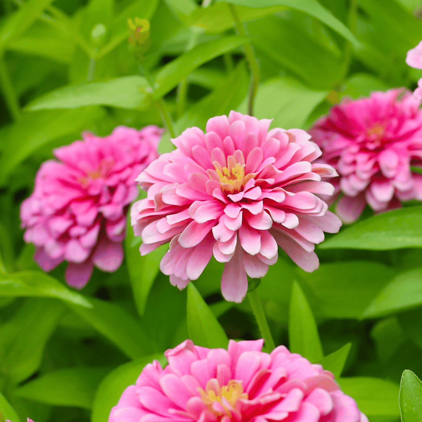 Luminosa Zinnia – 100 Seeds