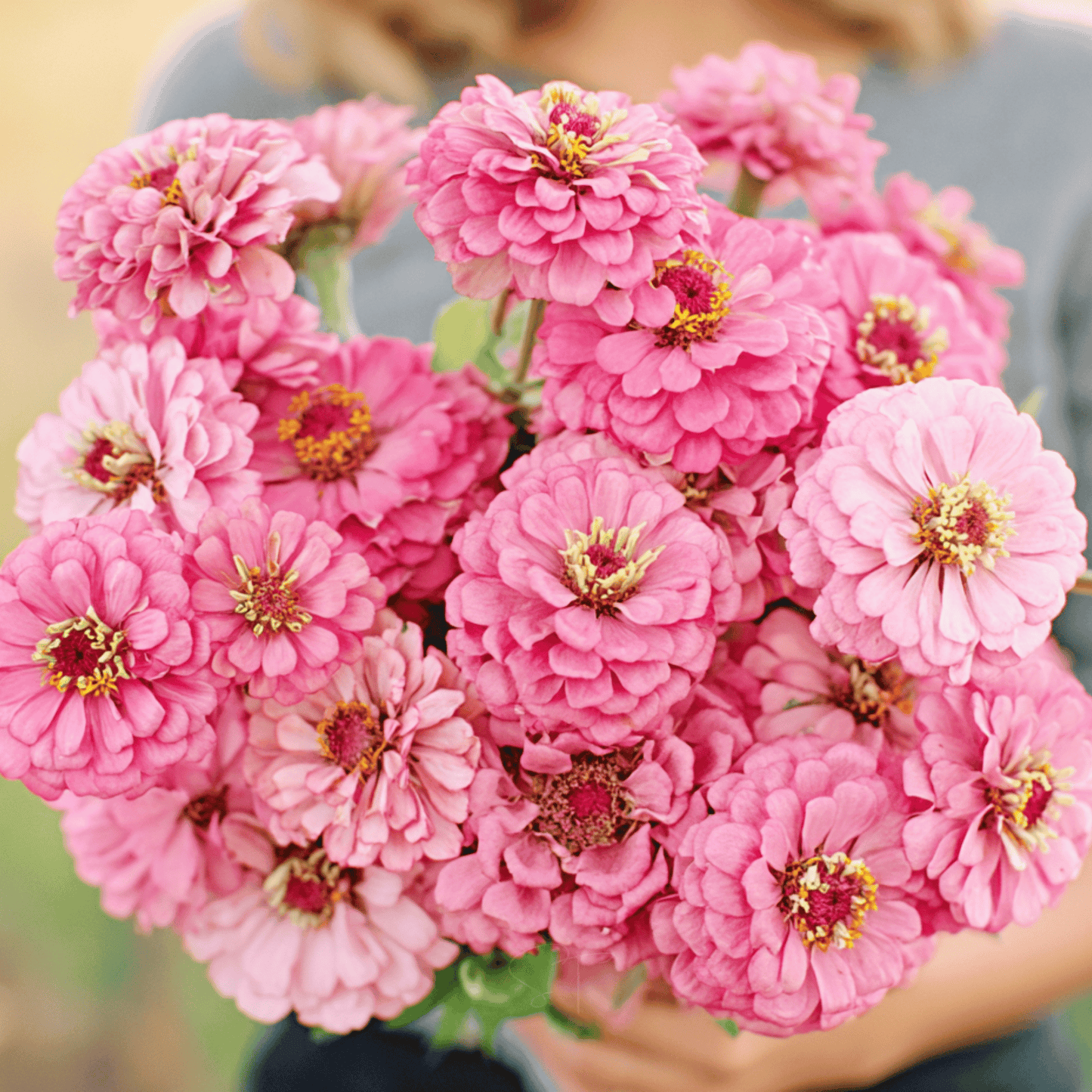 Luminosa Zinnia – 100 Seeds