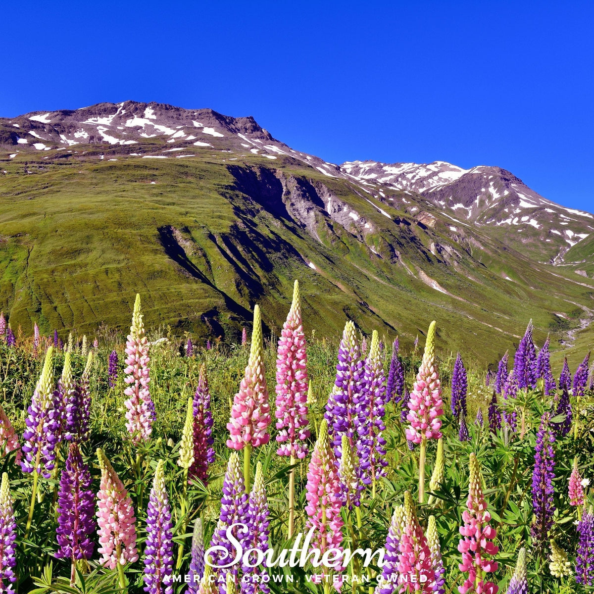 Russell Lupine Seeds - Heirloom Perennial Mix for Cottage Gardens, Pollinator-Friendly, 50 Seeds Lupinus polyphyllus