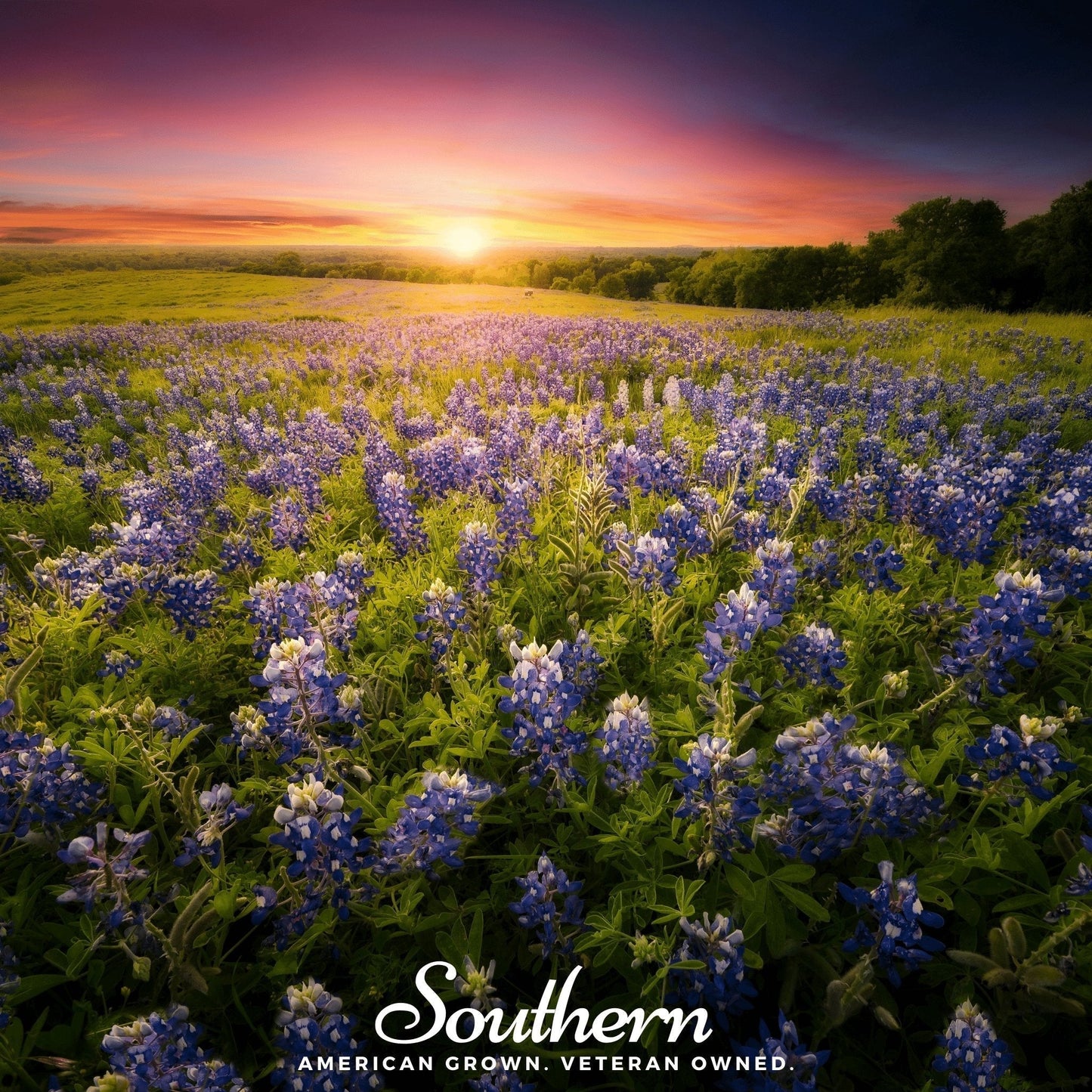 Texas Bluebonnet Seeds – Lupinus texensis – Native Wildflower for Gardens & Meadows – 50 Heirloom, Non-GMO, Annual Plant