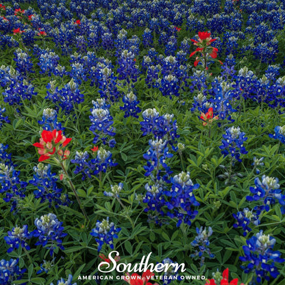 Texas Bluebonnet Lupine – 50 Seeds