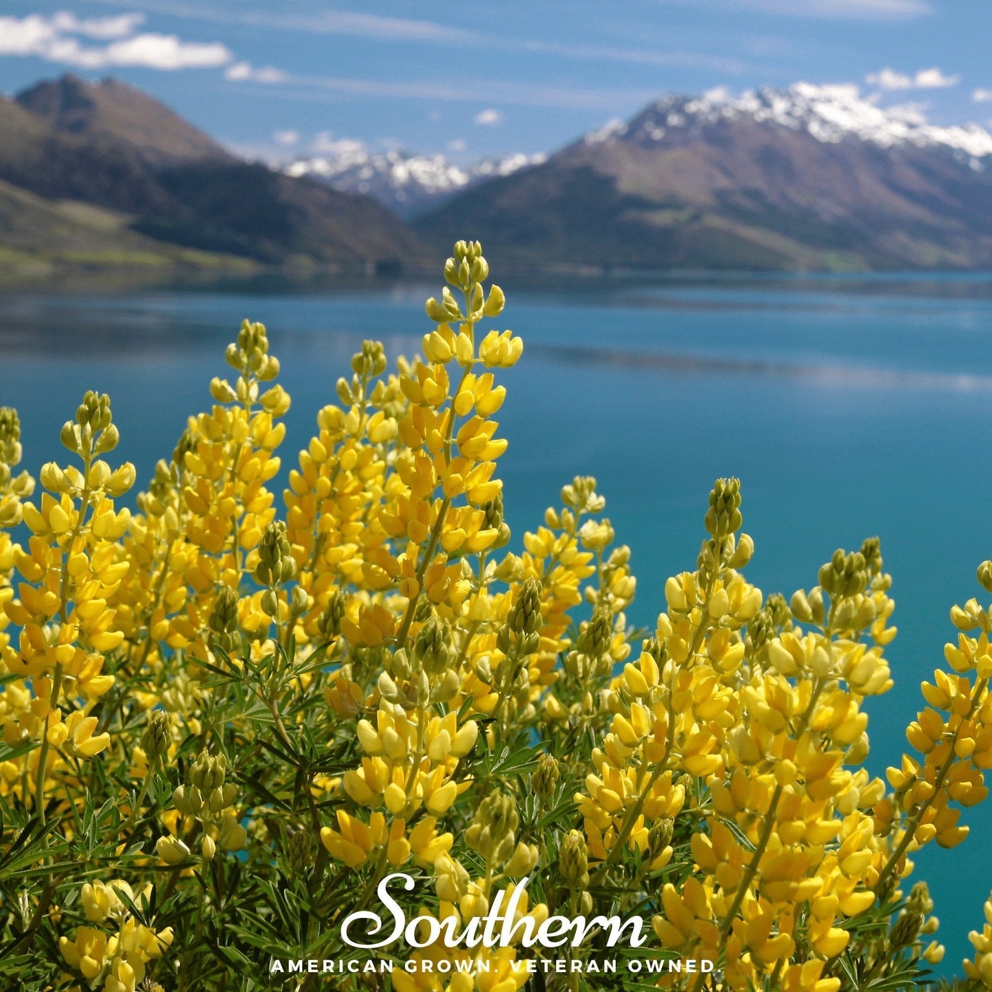 Yellow Lupine Seeds – 50 Non-GMO American-Grown Lupinus densiflorus Perennial Flower Seeds