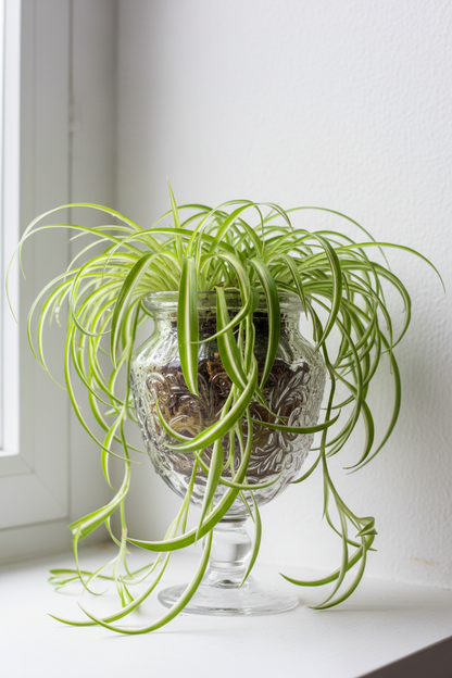 Spider Plant Hawaiian - 6" Pot - NURSERY POT ONLY