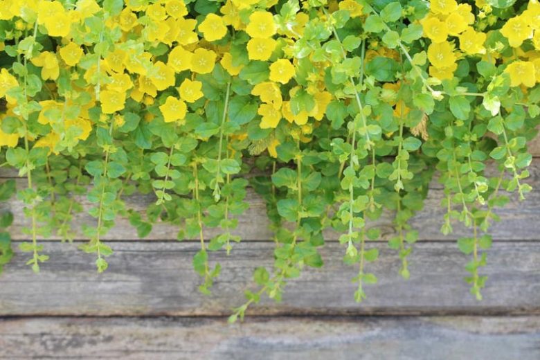 Golden Creeping Jenny Live Plants | Lysimachia nummularia 'Aurea' | Groundcover & Aquarium Plant | Fast-Growing, Bright Chartreuse Foliage