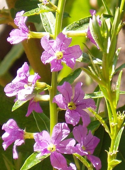 1000 Lythrum alatum Seeds | Winged Loosestrife | Native Perennial Wetland Plant | Pollinator-Friendly Meadow & Garden