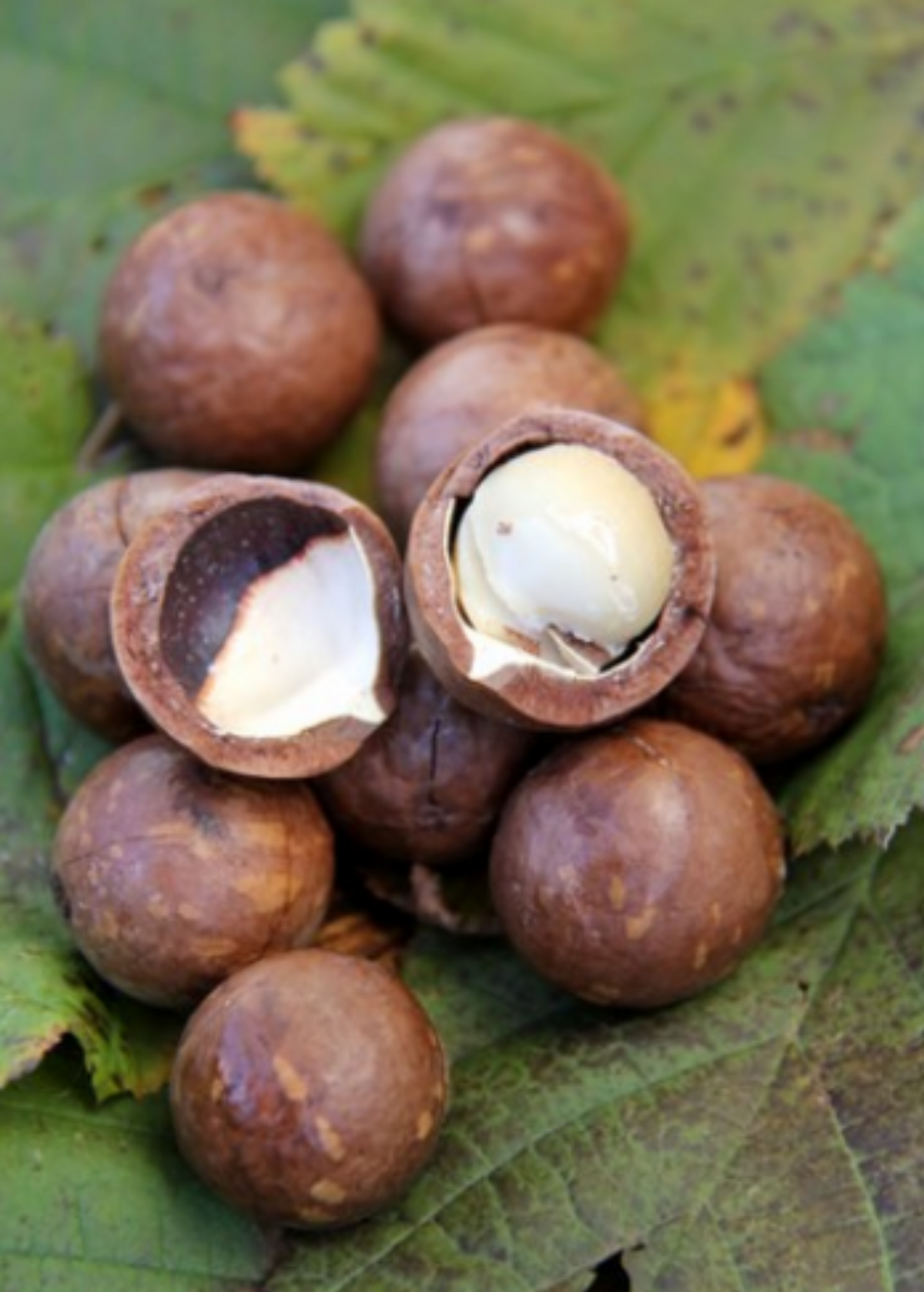 Macadamia 'Beaumont' Nut Tree - Compact Evergreen with Pink Flowers and Rich, Sweet Flavor - Macadamia integrifolia x tetraphylla