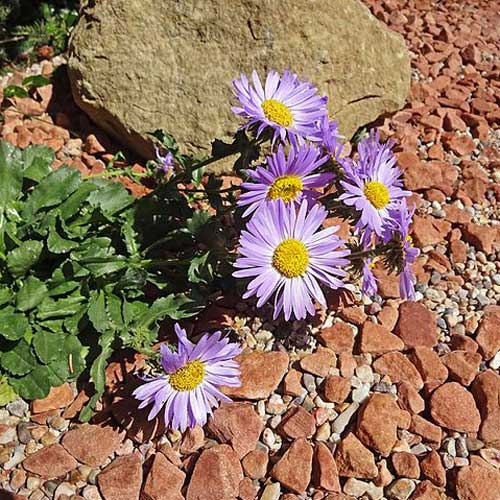 Machaeranthera bigelovii Seeds – Purple Aster, Bigelow's Tansyaster, Non-GMO Wildflower Seeds for Pollinator Gardens
