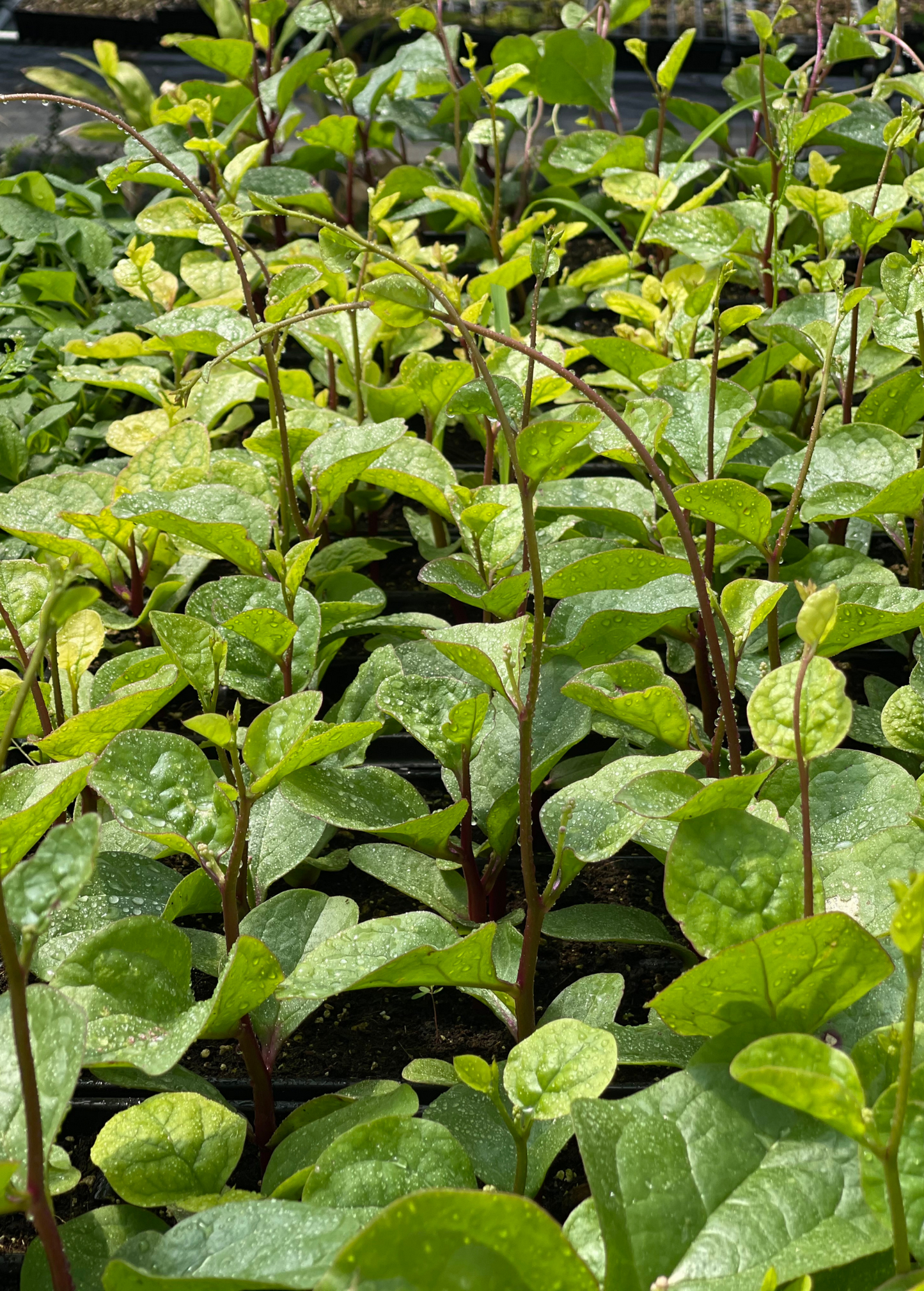 Malabar Spinach (Basella alba) - Edible Climbing Vine with Vibrant Red Stems and Multi-Colored Leaves, Tropical Summer Greenery