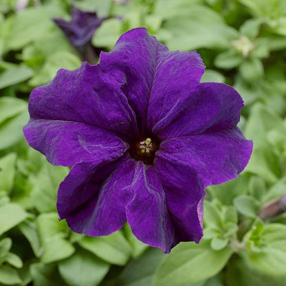 Mandevilla Sanderi - 50 Seeds - Brazilian Jasmine Beautiful and Colorful Fragrance Blooms Easy Care Requirement