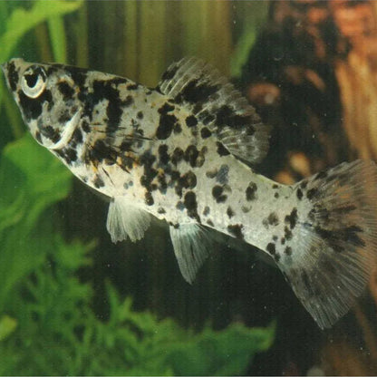 Marble Mollies