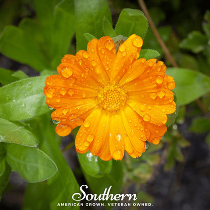 English Marigold – 100 Seeds