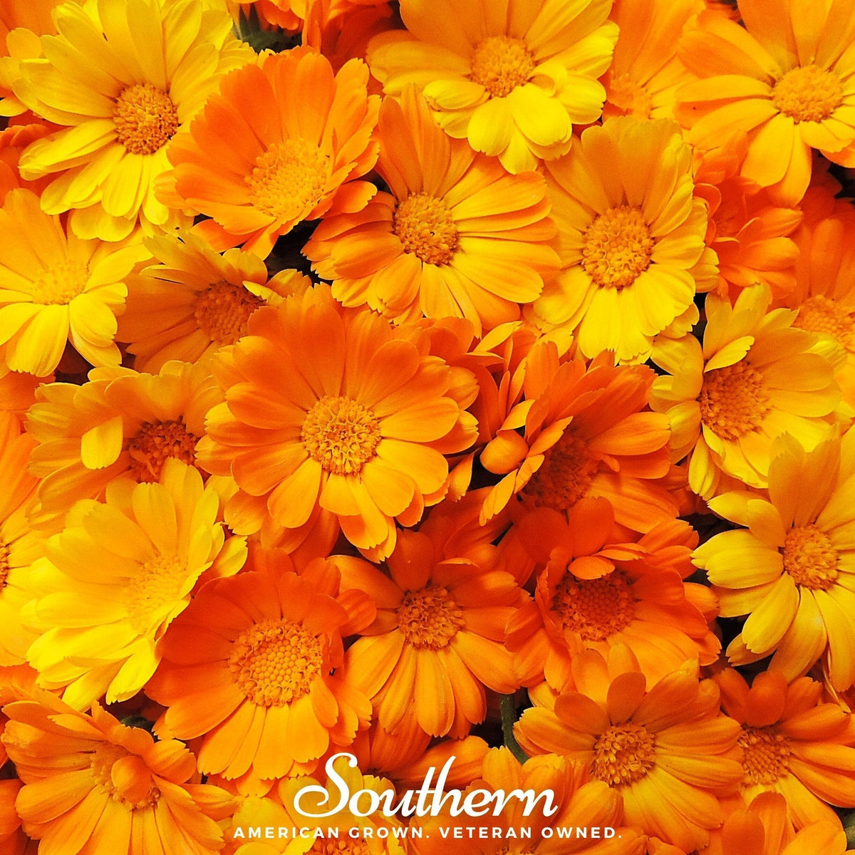 English Marigold Seeds - Calendula officinalis, Bright Yellow & Orange, Edible Petals, Heirloom, Annual, 100 Seeds