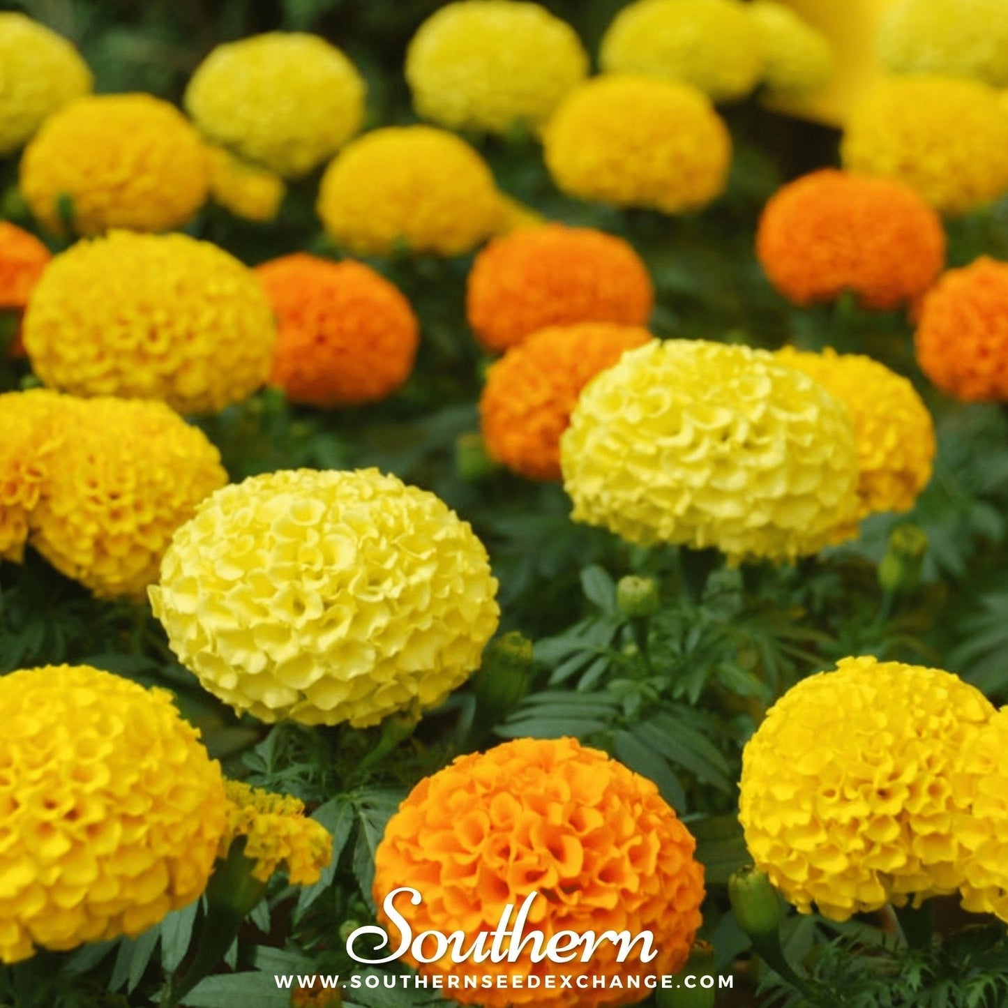 Petite French Marigold Seeds – Compact Heirloom Tagetes Patula for Borders, Containers & Pest Control, 100 Seeds