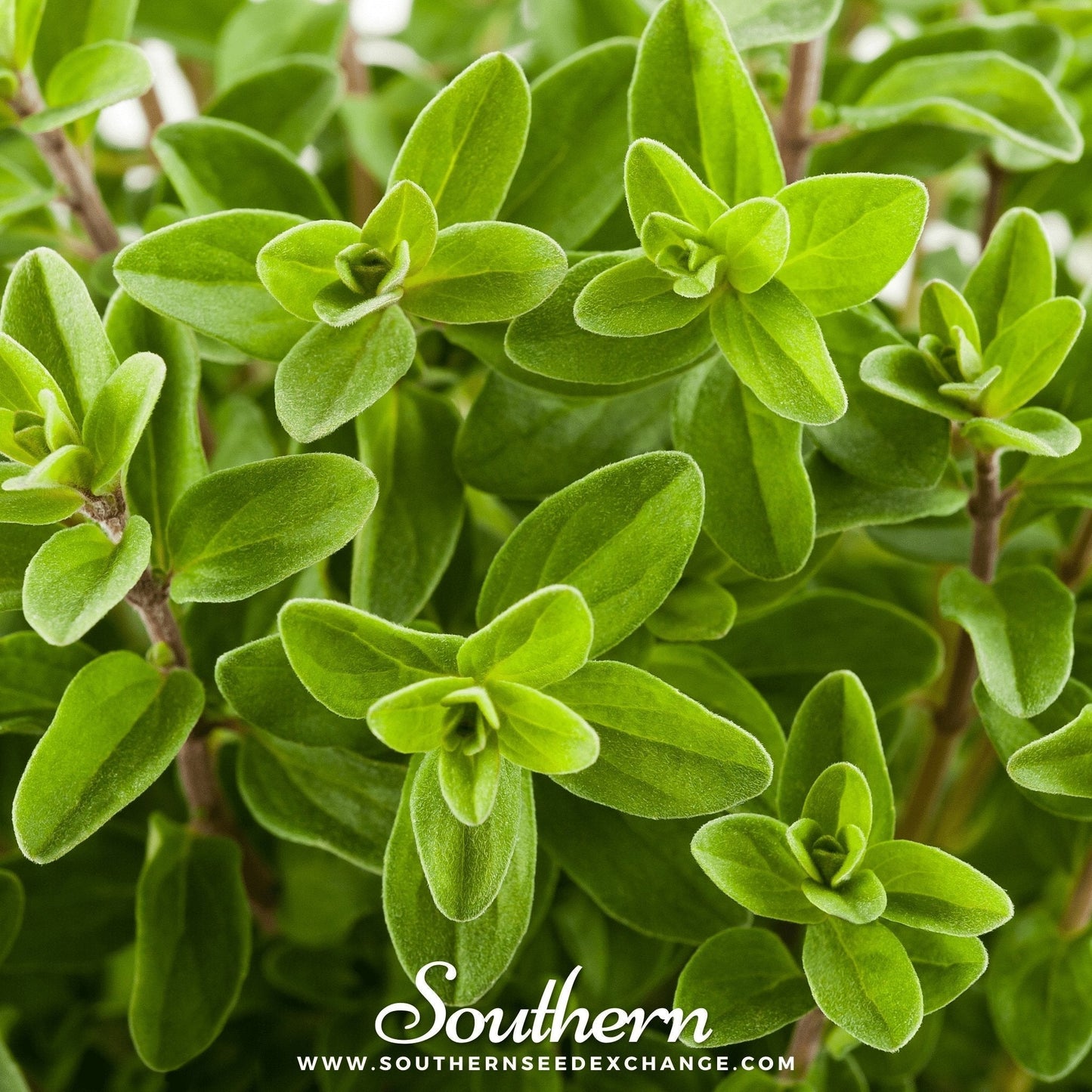 Sweet Marjoram Seeds - Heirloom, Non-GMO, Mediterranean Herb, 100 Seeds, Origanum majorana