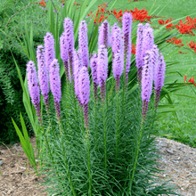 Marsh Blazing Star – 50 Seeds