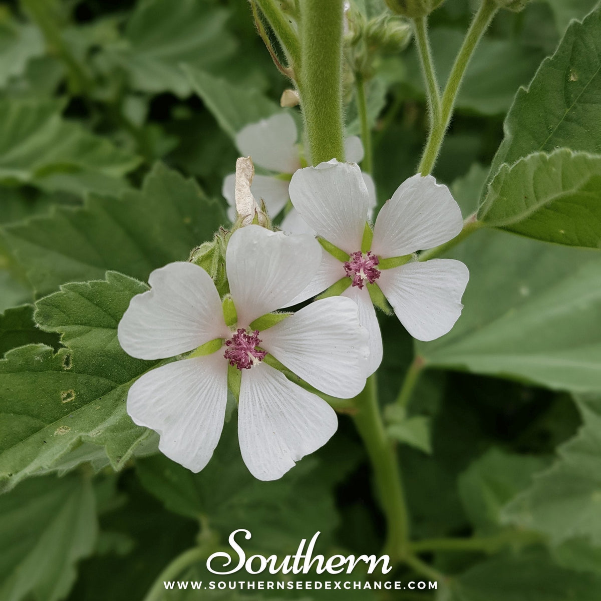 Marshmallow Seeds – Heirloom Althaea officinalis Perennial with Pink Flowers, Medicinal Herb, 50 Seeds