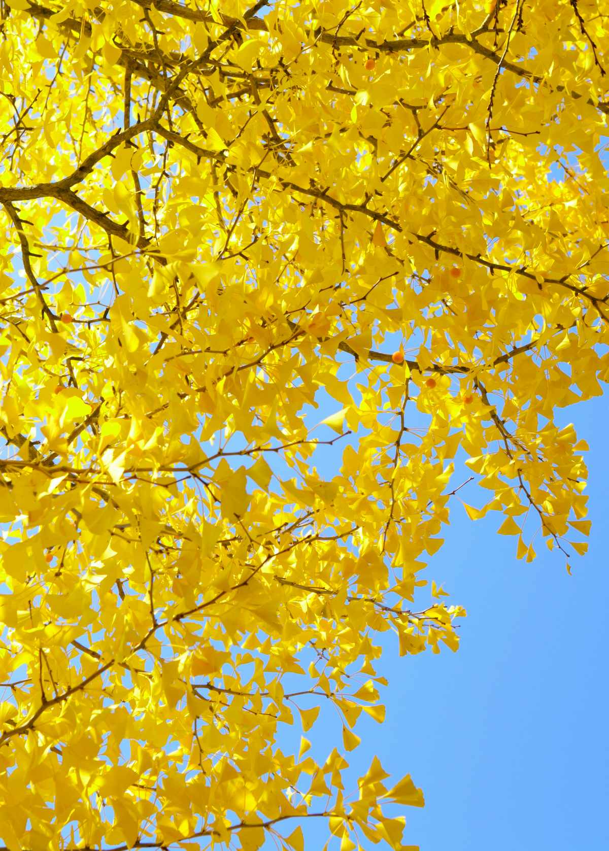 Ginkgo biloba Tree - Ornamental Fan-Shaped Leaves, Medicinal Herb, Living Fossil Plant