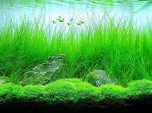 Aquarium Plants Discounts Potted Tall Hairgrass By Aqualeaf Aquatics Easy Aquatic Live Plant Potted Tall Hairgrass 5 Pack