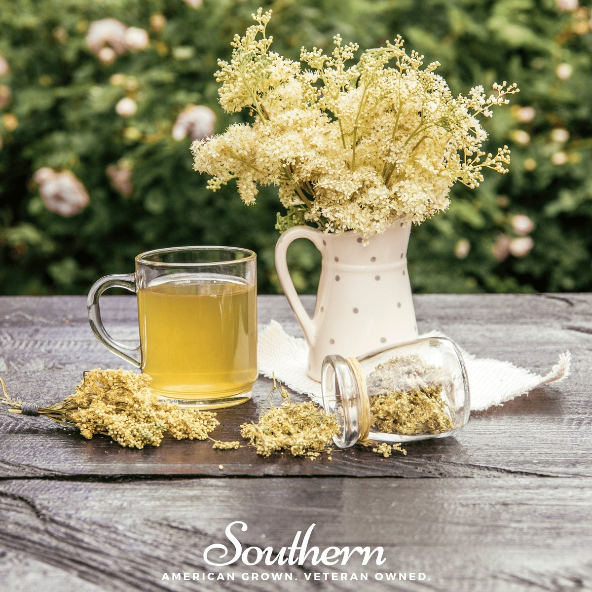 Meadowsweet Seeds – Heirloom Filipendula ulmaria Perennial for Moist Gardens, Cottage Gardens, Naturalized Areas