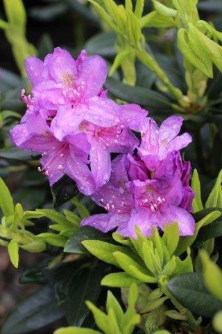 Catawba Boursault Rhododendron Starter Plant – Live Bareroot Shrub with Purple Blooms, Evergreen, Hardy, Rhododendron catawbiense