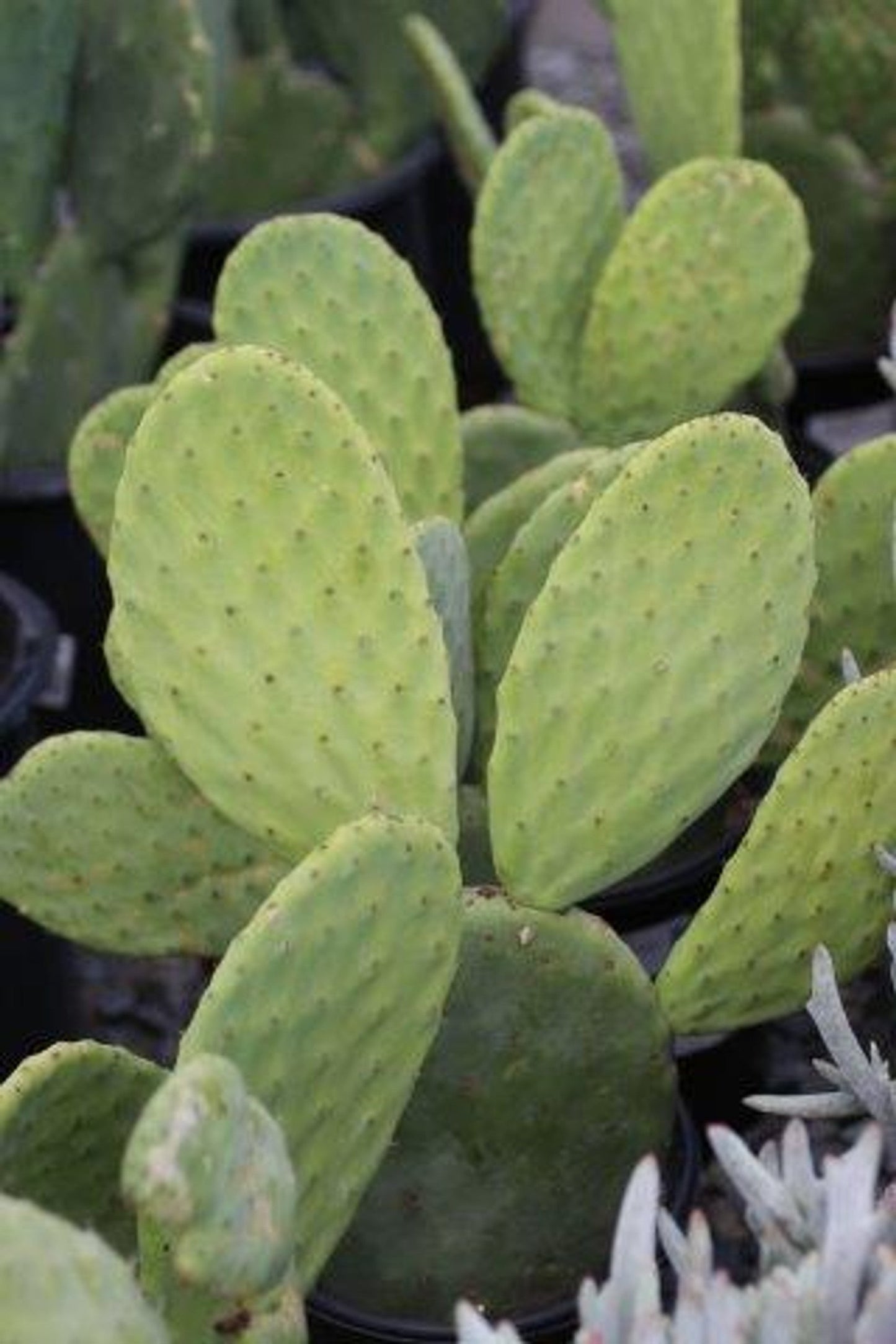 Opuntia Ficus-Indica Cactus Pads | Edible Prickly Pear Nopales | Organic Spineless Cactus for Cooking & Gardening