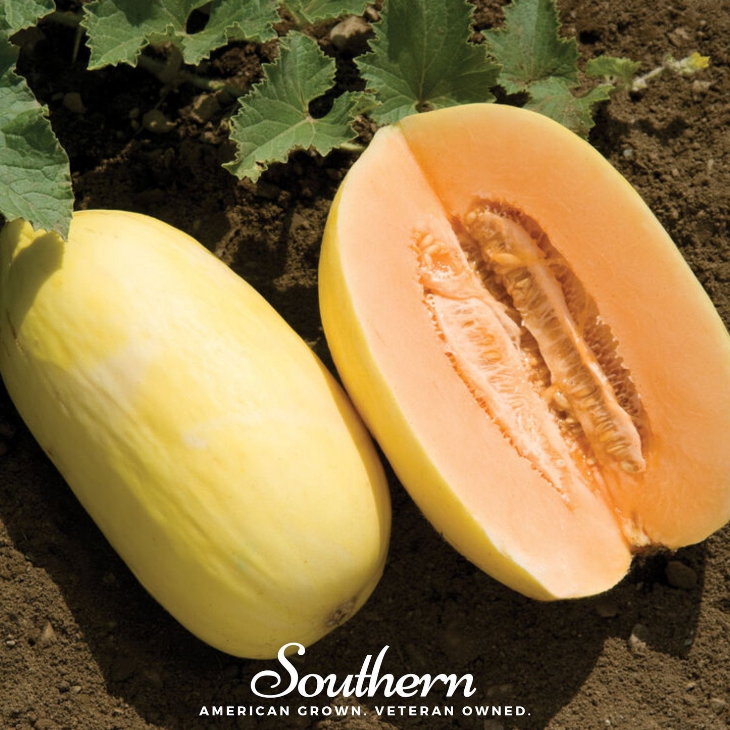 Crenshaw Melon Seeds – Heirloom, Non-GMO, Sweet Yellow-Green Fruit, Cucumis melo, 20 Seeds