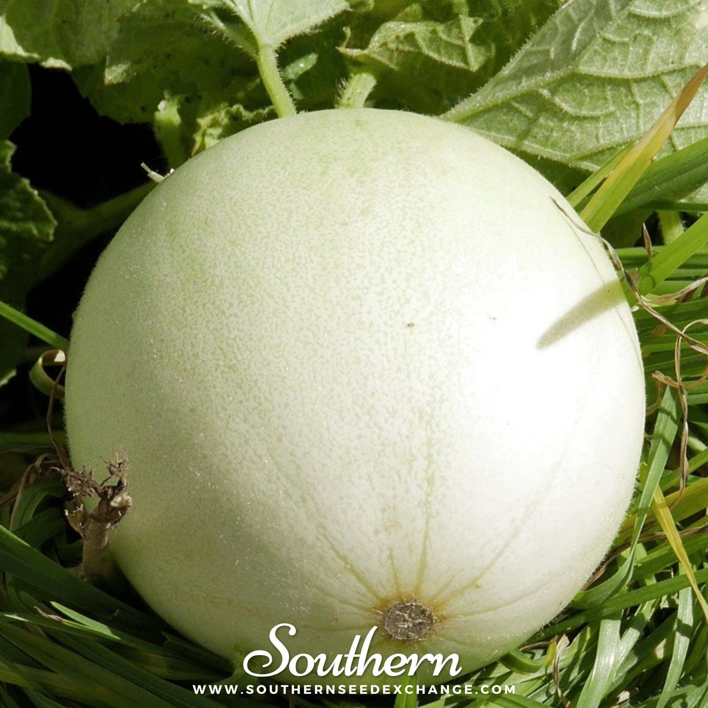 Green Flesh Honeydew Melon Seeds – Heirloom Cucumis melo, Juicy, Sweet, Open Pollinated, 20 Seeds
