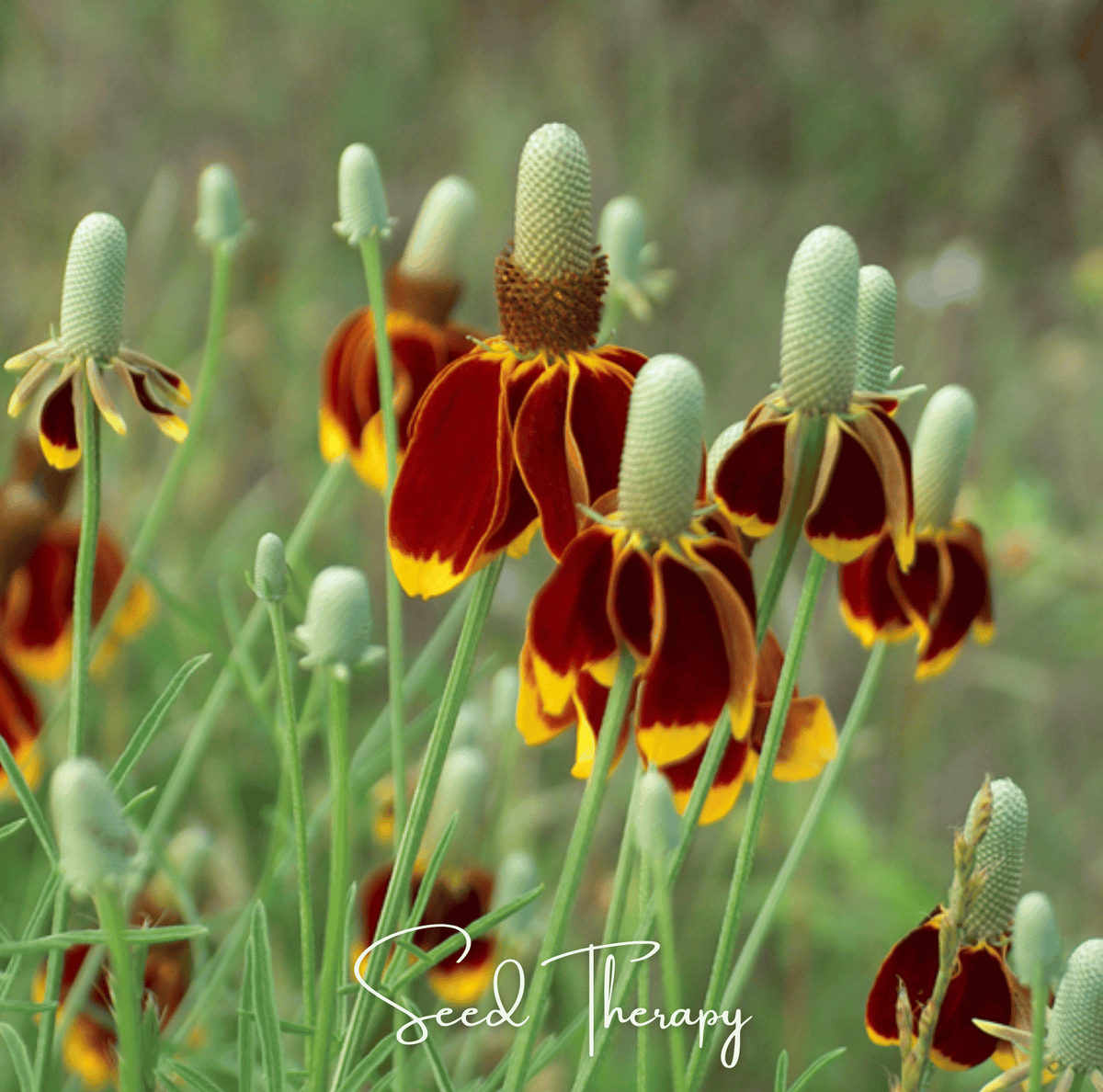 Mexican Hat Seeds - Prairie Coneflower, Wildflower, Drought-Tolerant Perennial, Heirloom, Open Pollinated, American Grown, Ratibida columnifera