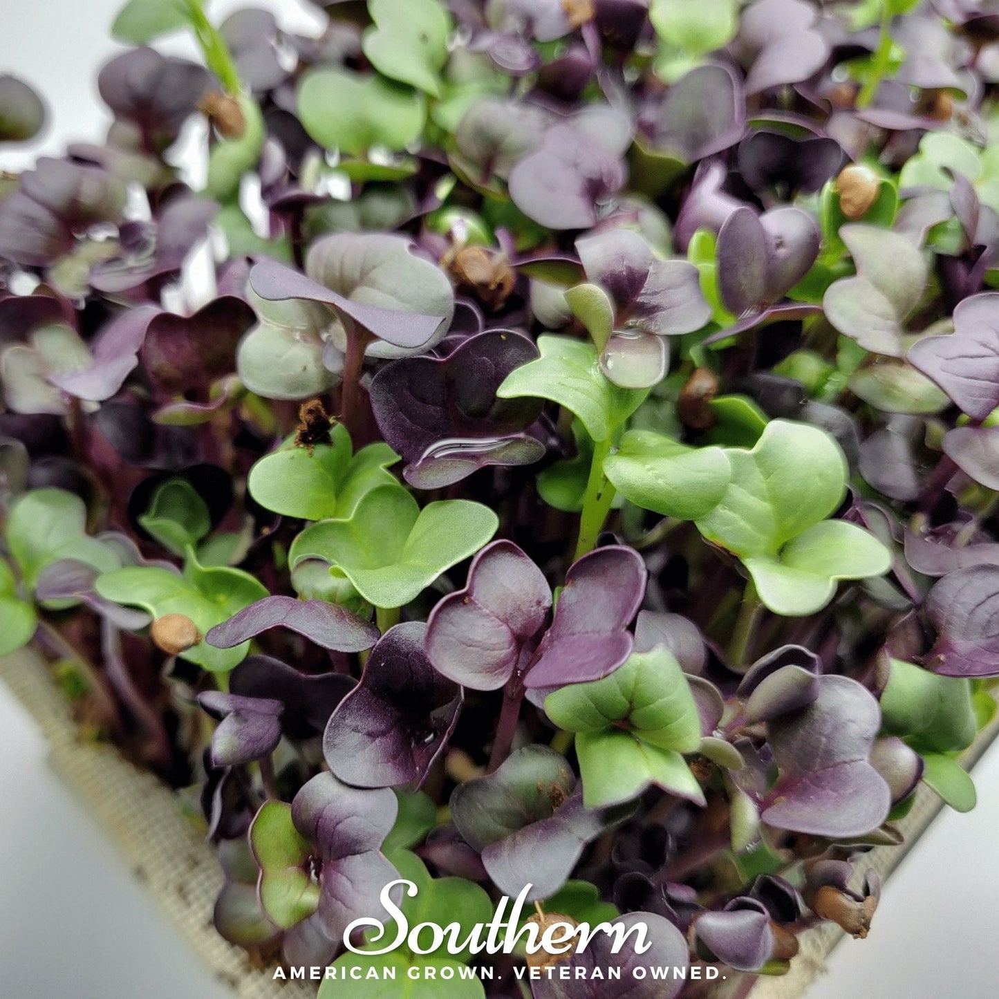 Confetti Radish Microgreens Seeds – 10g Non-GMO, Easy to Grow, Raphanus sativus, Vibrant Purple and Green Greens