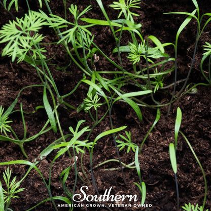 Dill Microgreen – 8 grams