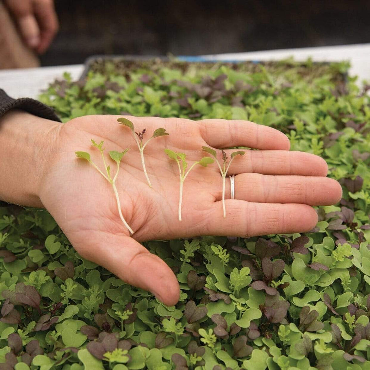 Southern Spice Mix Microgreens – 8 grams