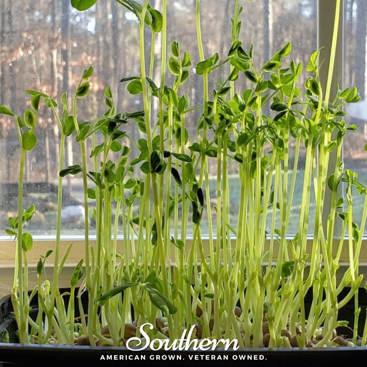 Speckled Pea Microgreens 15g Organic Non-GMO American Grown Seeds for Healthy Nutrition