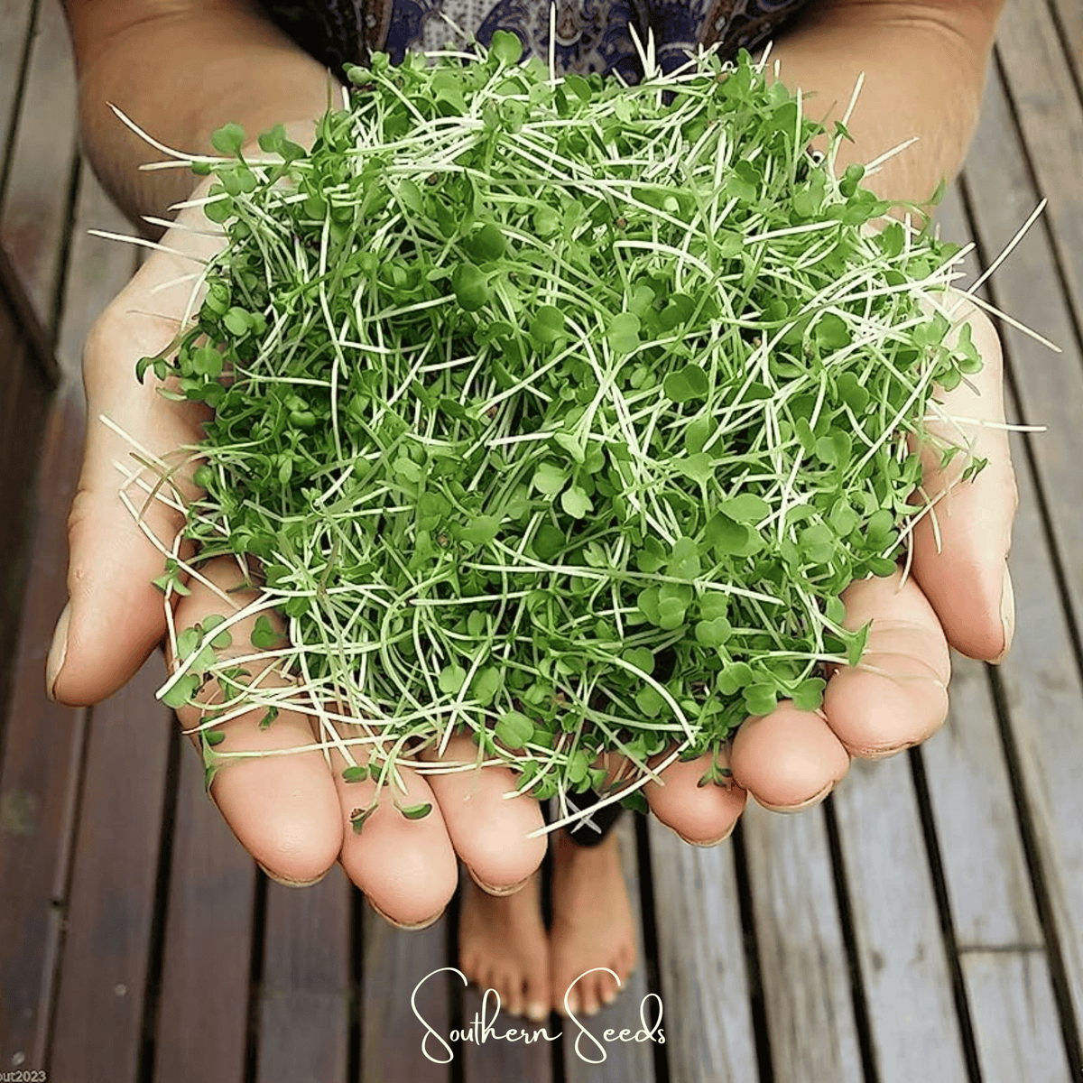 Wasabi Spicy Mustard Microgreen Seeds – 10g, Brassica juncea, Zesty Flavor, Nutrient-Dense, Microgreens for Salads & Sandwiches