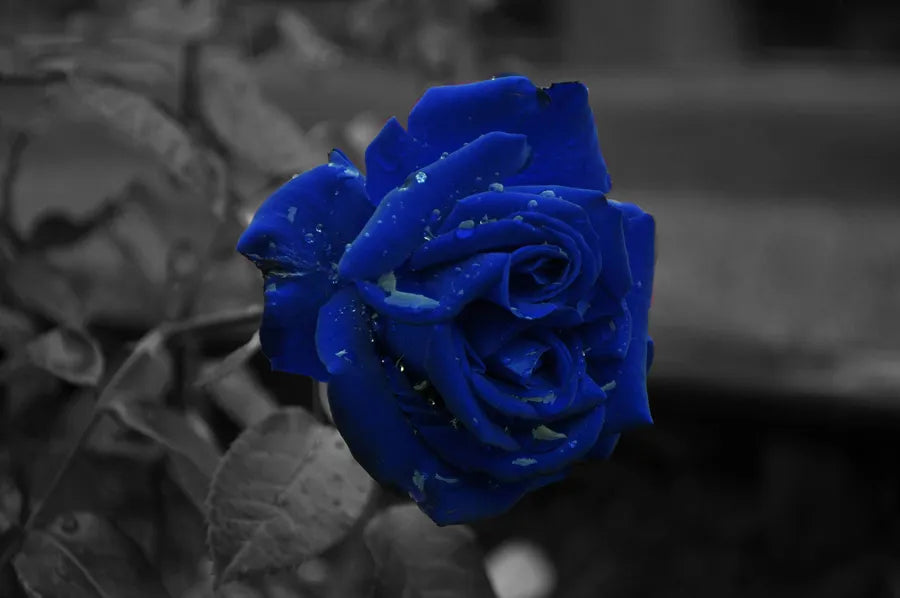 Super Rare Midnight Blue Rose Cuttings – 3 Fresh Scions for Rooting or Grafting – Deep Purple Fragrant Rose – Rosa ‘Midnight Blue’