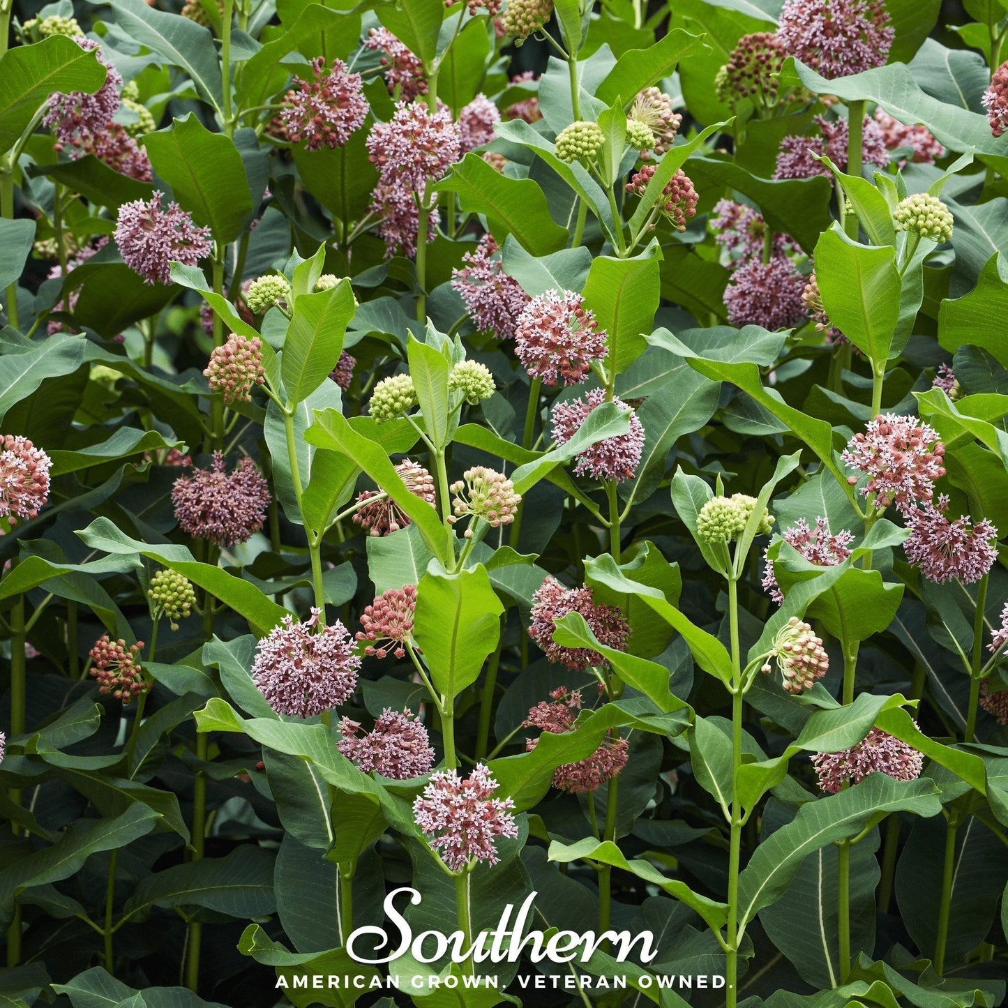 Common Milkweed Seeds – 50 Heirloom Native Perennial for Monarch Butterfly Habitat, Pollinator Garden, Asclepias syriaca