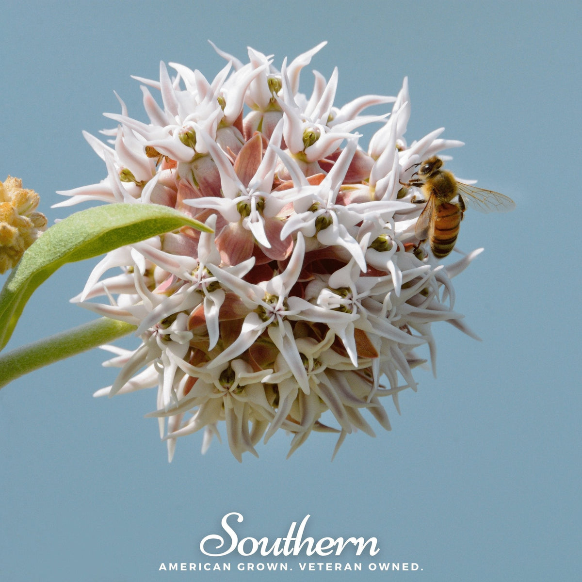 Showy Milkweed Seeds – Native Perennial for Pollinator Gardens & Monarch Habitat – Asclepias speciosa, Pink Flowers, 20 Seeds