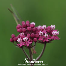 Swamp Milkweed – 50 Seeds