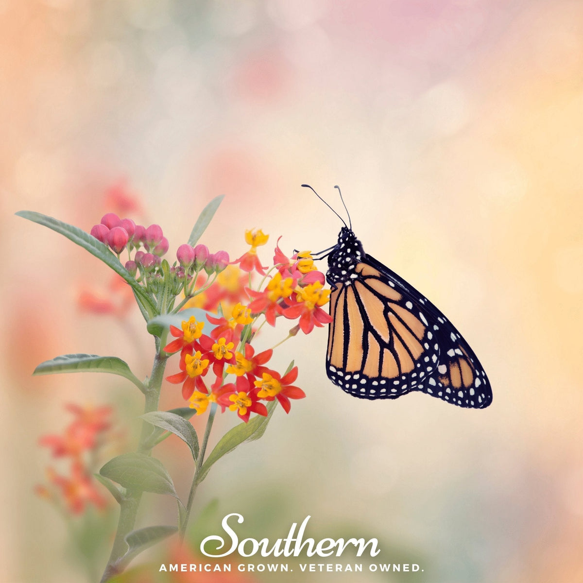 Tropical Milkweed Seeds – 50 Heirloom Asclepias curassavica for Butterfly Gardens & Monarch Habitat