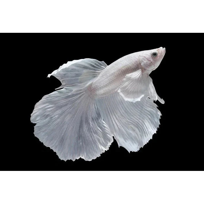 White Halfmoon Betta Male