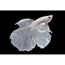 White Halfmoon Betta Male