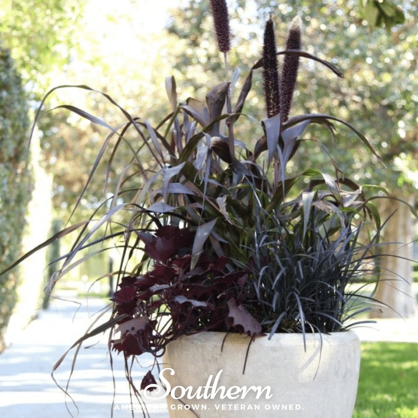 Purple Majesty Millet Seeds – Ornamental Pennisetum Glaucum, Bee & Butterfly Friendly, Non-GMO, Easy to Grow, USDA Zones 7a-11