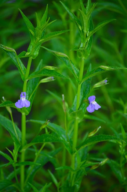 5000 Mimulus ringens Seeds | Monkey Flower | Allegheny Monkeyflower | Square-Stemmed Monkeyflower | Native Wetland Plant