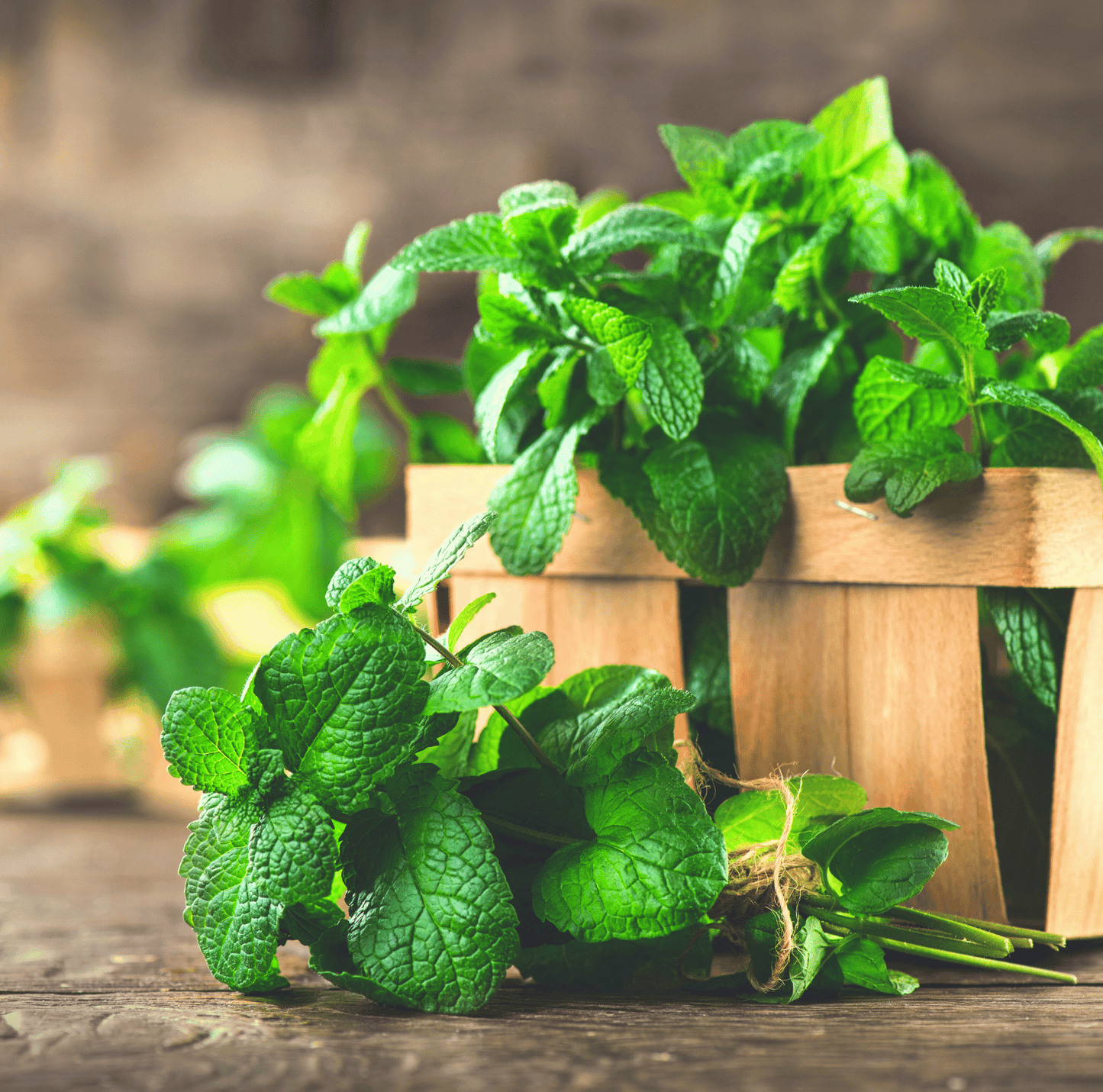 Mint – 100 Seeds