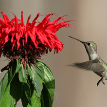 Monarda Bee Balm Mix – 20 Seeds