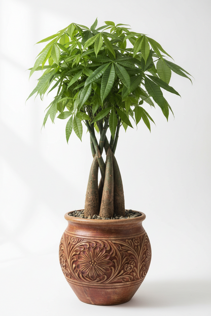 Money Tree 'Guiana Chestnut' Pachira Braid
