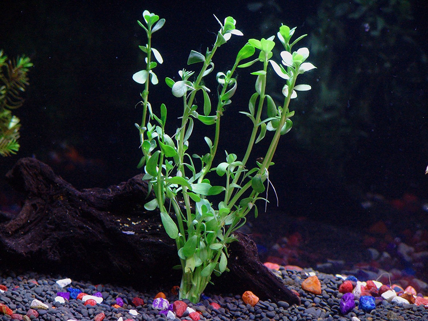 6 Species Aquarium Plants Bundle – Java Fern, Hornwort, Amazon Sword, Moneywort, Ludwigia and Cryptocoryne