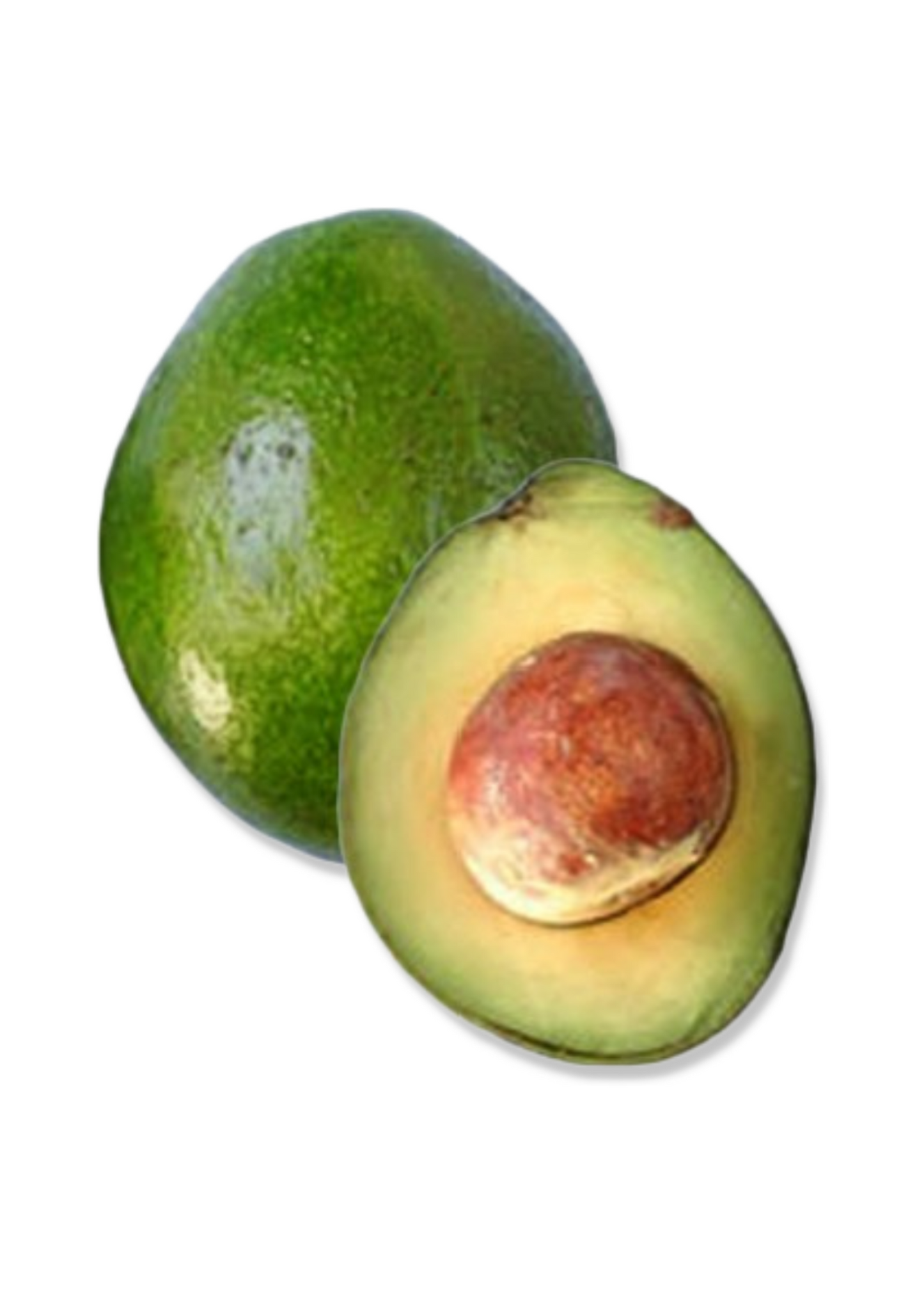 Avocado Fruit - Large, Late-Season Monroe (Persia americana) with Thick Skin and Nutty Flesh
