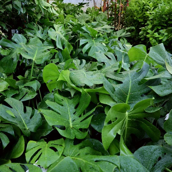 Large Monstera Deliciosa Rooted Cutting – Live Tropical Plant, Swiss Cheese Plant, Mature Split-Leaf Philodendron