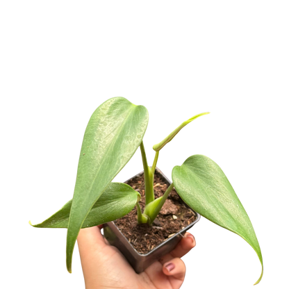 Monstera Burle Marx Flame